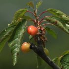 Cerezas en la zona de Horta esta mañana