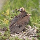 Buitre negro con su pollo, nacido en 2024 en la Sierra de la Demanda. Fotografía facilitada por la organización conservacionista GREFA. EFE