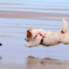 Un perro en una playa.