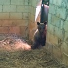 La osezna Cova, trasladada al recinto de aclimatación de osos pardos de la finca de Valsemana, en León.