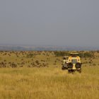 Imagen de archivo de varios coches de safari en la sabana del Masái Mara (Kenia) para observar la migración anual de miles de ñus procedentes del Serengueti, en Tanzania. EFE/ Mercedes Ortuño Lizarán