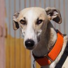 Robin, el galgo que busca su 'Batman' particular