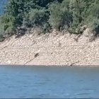 El baño de un oso en un pantano de Villablino