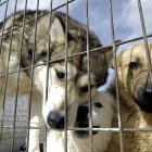 En la imagen de archivo, varios perros en la Sociedad Protectora de Animales de Burgos. EFE/Santi Otero