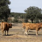 El veterinario inyecta medicamentos a una vaca infectada de Ehe en una finca de la comarca de ledesma