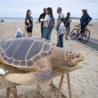 Un puesto situado en la playa de Somo de la Red de Varamientos del Gobierno de Cantabria (ReVarCa) para concienciar a la población de la importancia de llamar a los servicios de emergencia en caso de encontrar un animal varado y también para informar de los peligros que conlleva actuar de manera incorrecta. EFE/Pedro Puente Hoyos