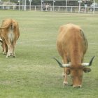 De nuevo en esta tercera edición de 'La Caca de la Vaca' de Quintana de Raneros se repartieron 2.000, 1.500 y 1.000 euros en metálico.