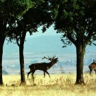 Un ciervo berrea al lado de una hembra.Archivo EFE/MANUEL RUIZ TORIBIO.