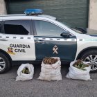 Vehículo de la Guardia Civil con las plantas incautadas.