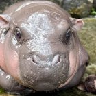 BANGKOK, 13/09/2024.- Con una cara adorable que parece sonreír y un carácter amistoso, un bebé hipopótamo pigmeo, una especie en peligro de extinción, se ha convertido en la estrella de un zoo cerca de Bangkok cautivando a los visitantes y se ha hecho famoso en las redes sociales. El bebé hipopótamo, bautizado con el nombre de Moo Deng (Cerdo Saltarín, en tailandés), es una hembra de tan solo dos meses, pero desde su nacimiento ha hecho que se doble el número de asistentes al zoo Khao Kheow, unos 110 kilómetros al este de Bangkok, según informa en su cuenta de Facebook el zoológico. EFE/ Zoo Khao Kheow *****SOLO USO EDITORIAL/SOLO DISPONIBLE PARA ILUSTRAR LA NOTICIA QUE ACOMPAÑA (CRÉDITO OBLIGATORIO) *****