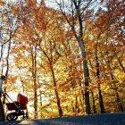 Una mujer pasea con un carro en un bosque mientras el sol de otoño ilumina los árboles estacionales coloreados. EFE//LAURENT GILLIERON