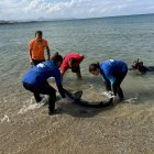 El tiburón azul o tintorera localizado el pasado domingo en la playa de Les Deveses, en Dénia (Alicante), apareció ayer, lunes, sin vida en la costa, a pesar de los esfuerzos del equipo de rescate de la Fundación Oceanogràfic, a través de la Red de Varamientos de la Comunitat Valenciana, Salvamento Marítimo y Cruz Roja por devolverlo al mar. EFE/ Fundación Oceanogràfic SÓLO USO EDITORIAL / SÓLO DISPONIBLE PARA ILUSTRAR LA NOTICIA QUE ACOMPAÑA (CRÉDITO OBLIGATORIO)