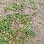 Árboles cortados en el pipican de la zona de El Corte Inglés, en la ZEC de la calle Padre Javier de Valladolid.