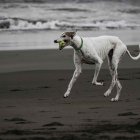 Un perro juega con una pelota, en una fotografía de archivo. EFE/Jeffrey Arguedas