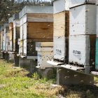 Colmenas de abejas.