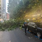 Una rama de grandes dimensiones ha caído sobre una furgoneta de la Food Truck y un Mercedes.