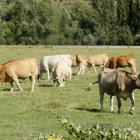 Vacas en una explotación ganadera de la provincia.