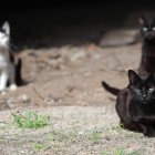 En poco más de dos meses se han esterilizado 236 gatos en Ponferrada para controlar la población.