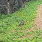 El Parque de la Naturaleza de Cabárceno (Cantabria, incorpora una nueva especie protegida con la llegada de dos leopardos persas. EFE/Gobierno de Cantabria***SOLO USO EDITORIAL/SOLO DISPONIBLE PARA ILUSTRAR LA NOTICIA QUE ACOMPAÑA (CRÉDITO OBLIGATORIO)***