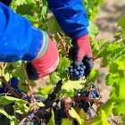 Uvas Mencía recogidas en la vendimia de este año