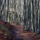 Vista de un bosque en La Garrotxa (Gerona).