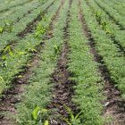 Garbanzos de la variedad pico pardal en una explotación de la provincia.