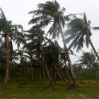 Los árboles están parcialmente caídos debido a los poderosos vientos, mientras el tifón Kong-Rey se dirige rápidamente hacia Taiwán, en una zona costera de Hualien, Taiwán, 31 de octubre de 2024. EFE/EPA/Daniel Ceng