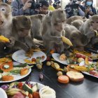 Monos capturados esperan a recibir comida en el banquete anual de monos en Tailandia en el zoo Lopburi, a 180 kilómetros de la ciudad de Bangkok