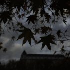 Las hojas secas de un plátano de sombra se recortan sobre las nubes en este lunes otoñal en Madrid. EFE/ Mariscal