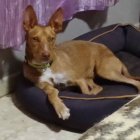 Noly está en la protectora de La Bañeza.