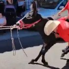 Captura del vídeo que compartió Pacma en sus redes sociales