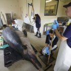 Un equipo de científicos comenzaron este lunes a diseccionar un ejemplar de ballena picuda de Bahamonde, considerada el cetáceo más raro del mundo, tras encontrar su cadáver en una playa del sureste del Nueva Zelanda el pasado julio. En un comunicado, el Departamento de Conservación indicó que esta disección pionera, que durará hasta este viernes, servirá para conocer mejor la anatomía y costumbres de esta ballena, de la que se conoce apenas nada y solo 6 han sido documentadas antes en todo el mundo.-EFE/ Departamento de Conservación de Nueva Zelanda ***SOLO USO EDITORIAL/SOLO DISPONIBLE PARA ILUSTRAR LA NOTICIA QUE ACOMPAÑA (CRÉDITO OBLIGATORIO)***