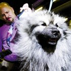 Imagen de un concurso canino, donde se cuida hasta el mínimo detalle.