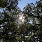 Alcornocales de Cobrana.