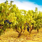 Viñedos vinculados a la DO León.