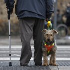 Un perro espera en el paso de cebra de de la plaza del Espolón.