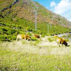 Varias vacas pastan en un paraje de Laciana