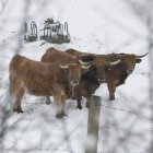 Nieve en Babia