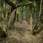 El bosque de alcornoques de Cobrana (Congosto)