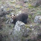Ejemplar de oso pardo en la cordillera.