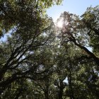 El alcornocal de Cobrana ocupa más de 280 hectáreas de terreno.