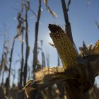 Fincas de maíz en los alrededores de Fontecha del Páramo.