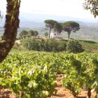 Viñas en El Bierzo.