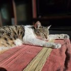 Cleti, la gata que se quedó sola en una colonia de callejeros.