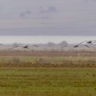 Fotografía de grullas este sábado, en el entorno de la Laguna de Gallocanta entre Teruel y Zaragoza. La Red Natural de Aragón celebra este domingo el Día Mundial de los Humedales con un programa de actividades gratuitas de educación ambiental para sensibilizar sobre la importancia de estas áreas naturales. Estas actividades han sido promovidas por la Dirección General de Educación Ambiental del Gobierno de Aragón, a iniciativa de la directora Raquel Giménez Acón, y se llevarán a cabo en cuatro de los humedales más importantes de Aragón. EFE/ Antonio Garcia