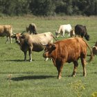 El ganado bovino supone uno de los pilares más importantes de la ganadería extensiva en la provincia.