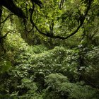 Fotografía de archivo que muestra un bosque. EFE/Jeffrey Arguedas