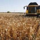 Aún faltan por cosechar 4.000 hectáreas de maiz e León.