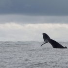 Fotografía de archivo de la cola de una ballena. EFE/ Ernesto Guzmán