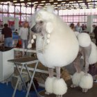 Imagen de archivo de un caniche gigante. EFE/Víctor Lerena